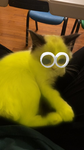 ฅperfect pawsฅ