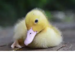 DA DUCKS HANGOUT (NEW UPDATE)
