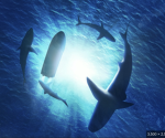 Save Hammerheads!