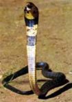 Cobra assault force epic