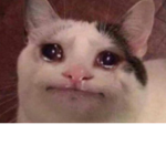 oh yeah this cat