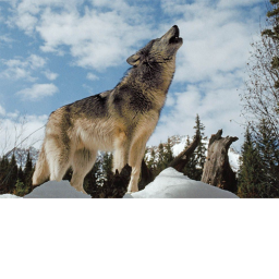 Wolf village!