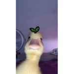 -The quackers-
