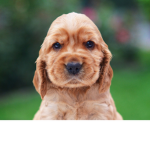 Dogs of America