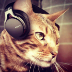Kitty Kingdom Nations