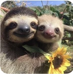 •The EPIC sloths giveaways• Group Thumbnail