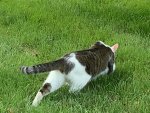 Popcatrobloxiamaxwell