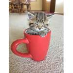 gatoomiaumiau