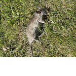 Rats kingdoms