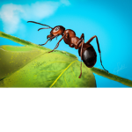 ants initid