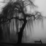 Withered Willows