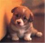 Save The puppies!!!!