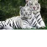 WhiteTiger Fan club!