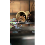 Gerbils yall