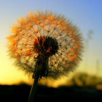 Dandelions Clothing