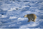 save the tundra