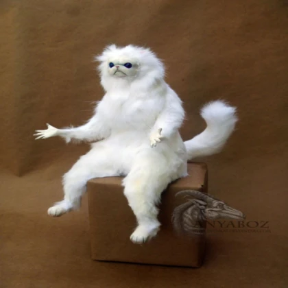persian cat meme