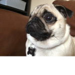 Beefy’s pug club!
