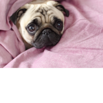 cute pug crew