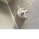 DoggieMillie