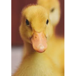 Team Duck Squad!