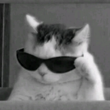 Cat wearing sunglasses
