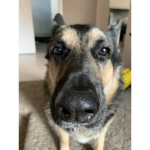 Hi puppy friends