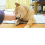 Doge Pardise