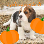 Clyde's Corporation
