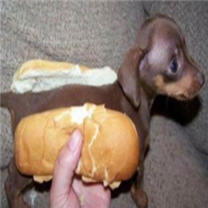 HOT DOG!!!!!!!!!!!!!!!!!!!!!!!!!!!!!!!!!!!!! Roblox decal