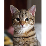 Cat Studios Team