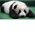 Feisty pandas