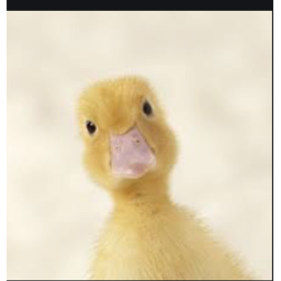 ducks kinng dom :D