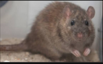 Ratttttttttatatatatattata