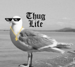 Seagull fan club!