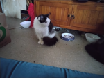 Cute kitty's!!!