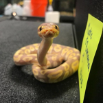 Snake a r oo ! J 's Group