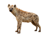 Hyena Games