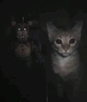¡ meow mafia !