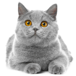 blue cat is A BLUE CAT YAY
