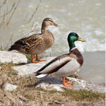 #ducks forever!