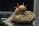 The masked ninja mouse