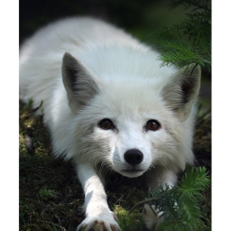fox hut