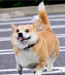 Doggos puppies