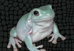 Froggiesrule