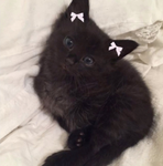silli kitties’୨୧