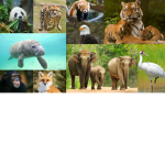 Save Nature's Creations!