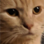 CatGangW
