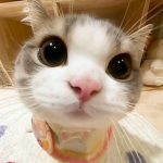 Lluck