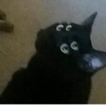 ¢ємєтєяу яєѕαℓє